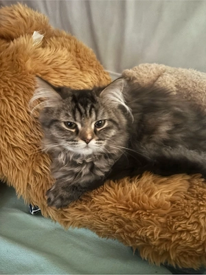 Maincoon katze 