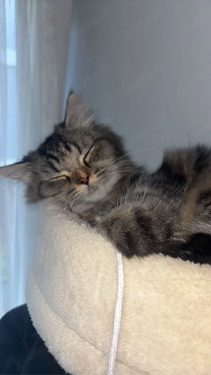 main coon katze 