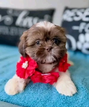 Available for adoption 