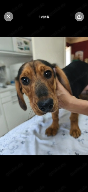 Beagle Dackel Mix Elvira sucht ein neues Zuhause 