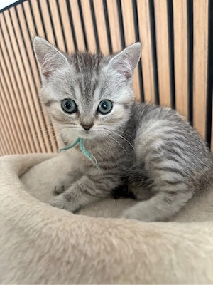 Nur 1 BKH Kitten Junge darf ab Sofort Ausziehen 