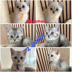  3 Süsse BKH Kitten dürfen ab Sofort Ausziehen 