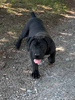 Canecorso male Ready for a new home 
