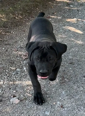 Black canecorso 