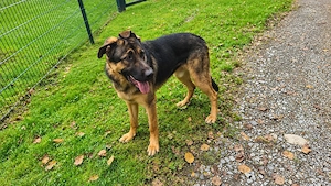 Schäferhund mix Rüde
