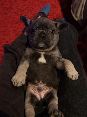 französische bulldogge welpen 