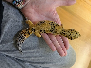 Leopardgecko Mädchen von 2022