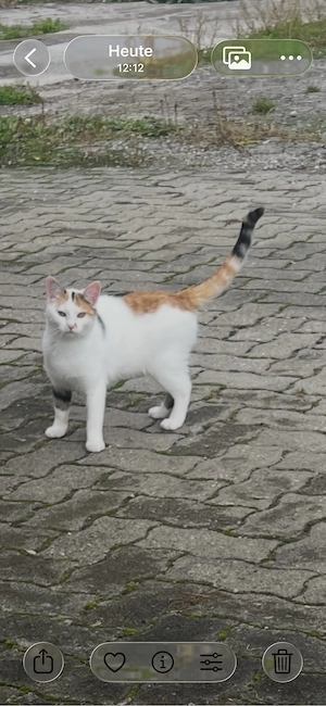 babykatzen