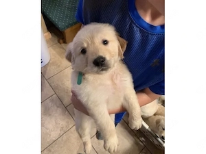 Golden Retriever Welpen