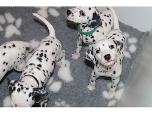 Dalmatian Welpen