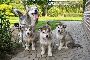Alaskan Malamute