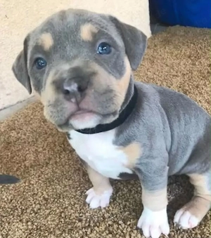 Franse Bulldog Welpen