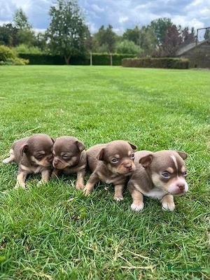 Chihuahua Welpen