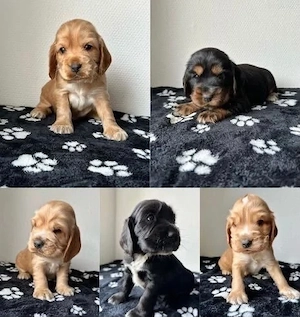 Cocker Spaniel Welpen