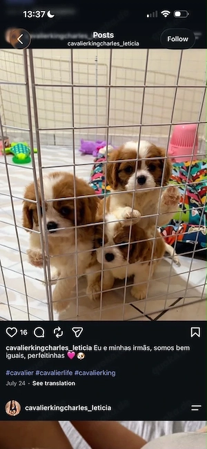 Cavalier King Chalse
