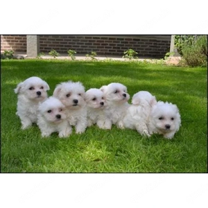 Maltese Welpen