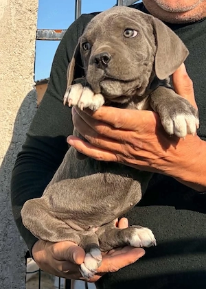 Cane Corso x Presa Canario