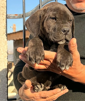 Cane Corso mixt Presa Canario 