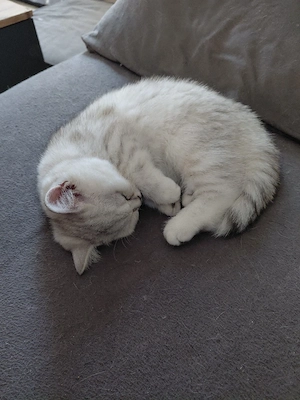 BKH Kitten    dürfen ausziehen 