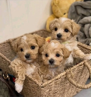Maltipoo Welpen