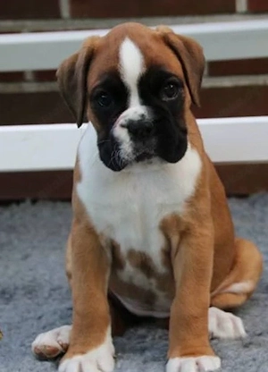 Boxerwelpe sucht zuhause 