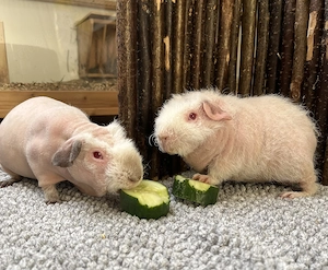 Skinny Pig Meerschweinchen Vater & Sohn 