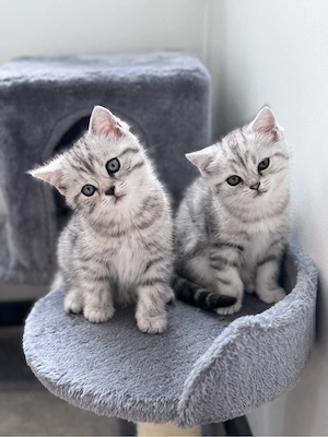 Brithisch Kurzhaar Kitten Babykatze Katze
