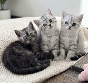 Brithisch Kurzhaar Kitten Babykatze Kater Katze