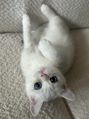 BKH Kitten