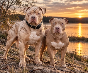 American Bully XL Welpen in Lilac   Rüde & Hündin suchen ein Zuhause