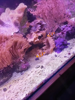Aquarium Auflösung 