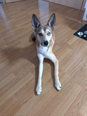 Traumzuhause für Loki gesucht 