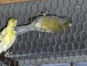 Dringend zu Abgabe Voliere mit 40 Vögel.