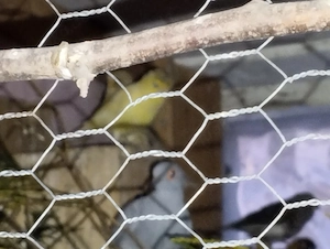 20 Kanarienvögel suchen dringend Zuhause.