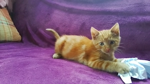 Süsse Kitten suchen Katzenfreunde!