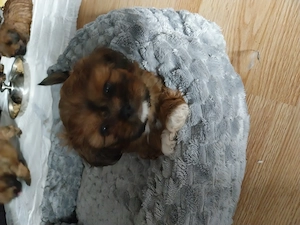 Shih tzu Welpe sucht