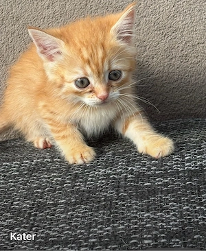 Britische kurzhaar-Katzen 