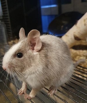 Degu Dame sucht neues Zuhause