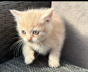 Britische kurzhaarige kitten 