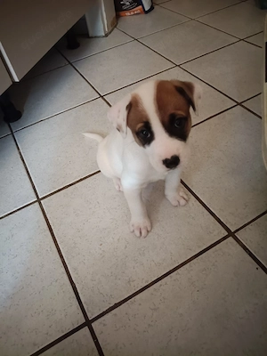 Jack Russel Dalmatiner  Husky Mix Welpen 