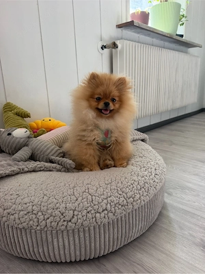 Pomeranian Zwergspitz Hündin 7 Monate 