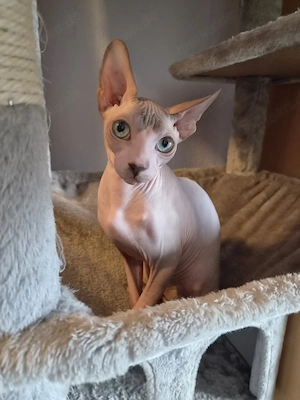 Super süßer Sphynx Kater