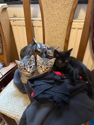    5 süße Babykatzen suchen ein liebevolles Zuhause! 