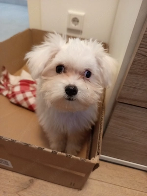 Bichon Malteser mini 