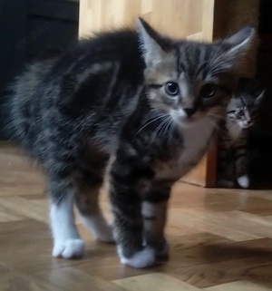  Liebevolles Zuhause für ein süßes Katzenmädchen gesucht