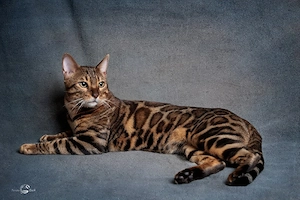 Reinrassige Bengal-Kitten mit Stammbaum vom eingetragenen Züchter  Wir sind erfahrene und eingetrage