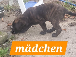 Malinois x X-Herder