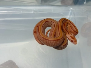 0.1 Amel Striped het. caramel het. Anery 