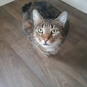 kater 3 jahre