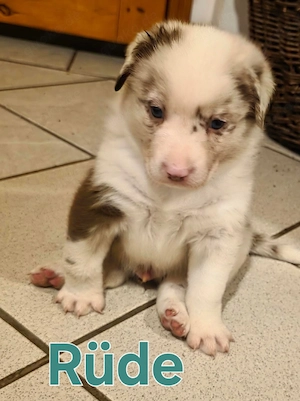 wunderschöne australian shepherd welpen 